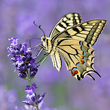 Butterflies